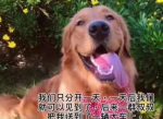 “网红金毛犬哈尼离世：网友泪别陪伴多年的忠实伙伴”